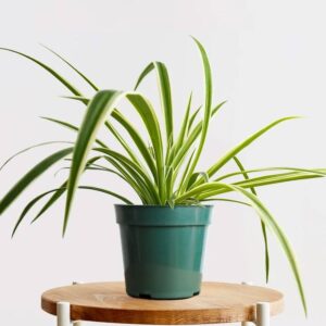 Spider Plant